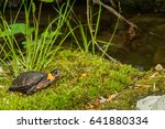 Bog Turtle