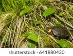 Bog Turtle
