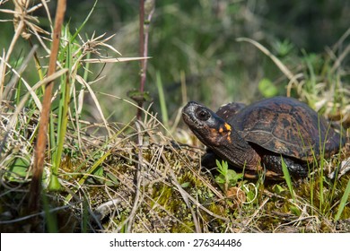 Bog Turtle