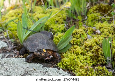 Bog Turtle