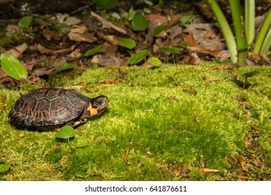 Bog Turtle