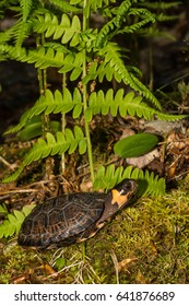 Bog Turtle