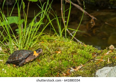 Bog Turtle