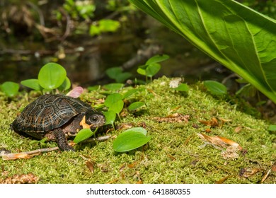 Bog Turtle