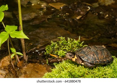 Bog Turtle