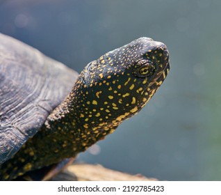 Bog Turtle Sitting On A Branch