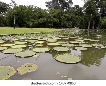 Bogor Botanical Gardens, Indonesia, March 2011