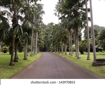 Bogor Botanical Gardens, Indonesia, March 2011