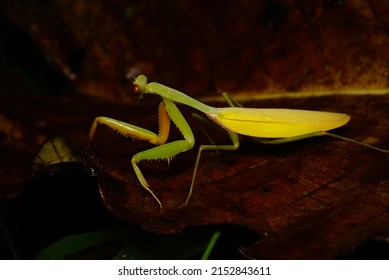 BOGOR, INDONESIA 4 SEPTEMBER, 2021 - Mantis, Mantises are an order (Mantodea) of insects that contains over 2,400 species in about 460 genera in 33 families, Kingdom:Animalia
Phylum:Arthropoda