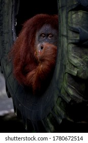 Bogor, Indonesia.
Desember 22, 2016.

Orangutan Sits Pensively In A Tire At Taman Safari/Safari Park, Bogor.