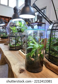 Bogor, Indonesia - September 25th, 2022 - This Is Planted Aquarium Design