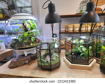 Bogor, Indonesia - September 25th, 2022 - This Is Planted Aquarium Design