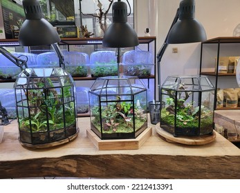 Bogor, Indonesia - September 25th, 2022 - This Is Planted Aquarium Design