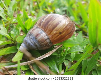 Bogor, West Java, Indonesia.
Sep 28th, 2025.
A snail retreat completely in its shell on the grass ground.