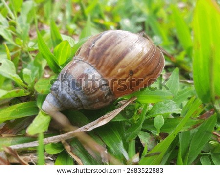 Bogor, West Java, Indonesia.
Sep 28th, 2025.
A snail retreat completely in its shell on the grass ground.