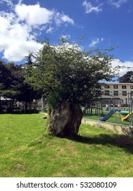 Bogota, Colombia - December 6, 2016: Branches Reborn On A Huge Dead Tree Trunk.