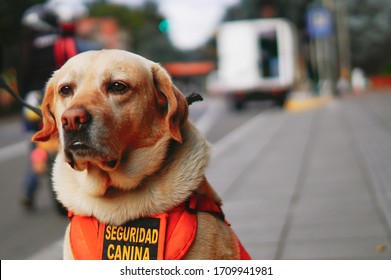 Bogota / Colombia - October 22, 2015: Police Dog Wearing A Special Costume Sitting On The Pavement. Security Dog With Its Orange Vest. 