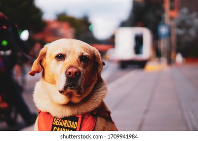 Bogota / Colombia - October 22, 2015: Police Dog Wearing A Special Costume Sitting On The Pavement. Security Dog With Its Orange Vest. 