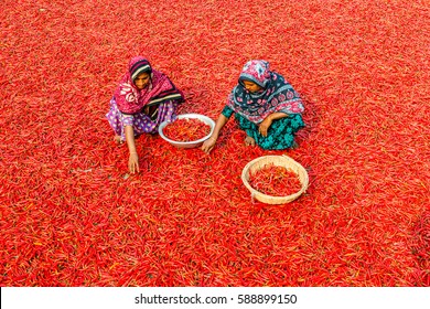 Bogra, Bangladesh - February 17, 2017: Women are working to dry the red chillies in the sariakandi, Bogra.