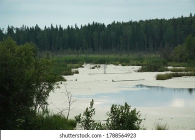 Bogs And Wetlands Of Northern Alberta Canada