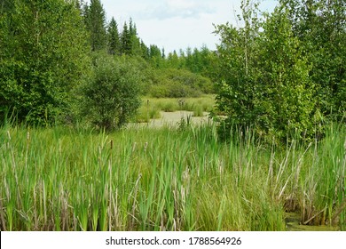 Bogs and Wetlands of Northern Alberta Canada