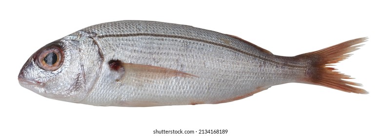 bogue fish facing left on a white background, boops fish