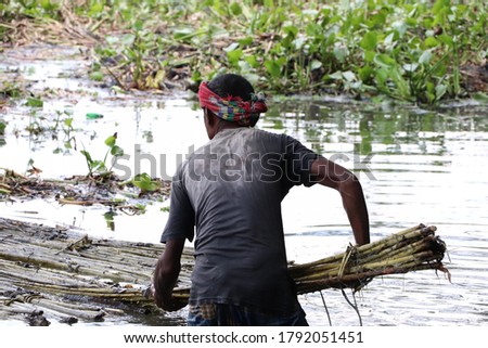 Bogura, Bangladesh – August 21, 2019: Asian worker extracting fibers from retted jute plants in the pond water in a rural area Stok fotoğraf © 