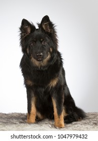 Bohemian Shepherd Dog Portrait. The Breed Is Also Known As Czech Sheepdog Or Bohemian Herder. Image Taken In A Studio With White Background.