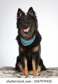 Bohemian Shepherd Dog Portrait. The Breed Is Also Known As Czech Sheepdog Or Bohemian Herder. Image Taken In A Studio With White Background.