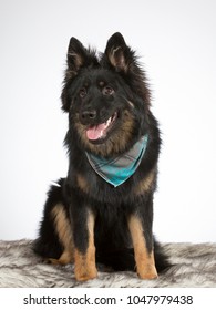 Bohemian Shepherd Dog Portrait. The Breed Is Also Known As Czech Sheepdog Or Bohemian Herder. Image Taken In A Studio With White Background.