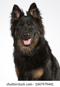 Bohemian Shepherd Dog Portrait. The Breed Is Also Known As Czech Sheepdog Or Bohemian Herder. Image Taken In A Studio With White Background.