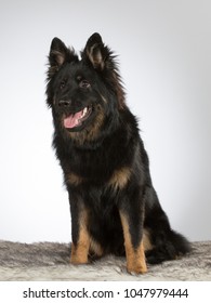 Bohemian Shepherd Dog Portrait. The Breed Is Also Known As Czech Sheepdog Or Bohemian Herder. Image Taken In A Studio With White Background.