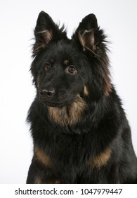 Bohemian Shepherd Dog Portrait. The Breed Is Also Known As Czech Sheepdog Or Bohemian Herder. Image Taken In A Studio With White Background.