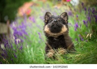 Bohemian Shepherd Puppies : Beautiful Of Bohemian Shepherd With Its Puppies Stock Image Image Of Rest Canine 79869053 - Check spelling or type a new query.