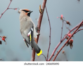 Bohemian Waxwing