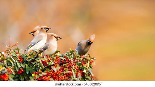 Bohemian Waxwing