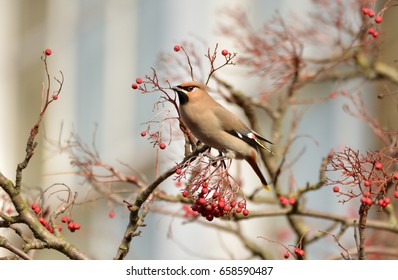 Bohemian Waxwing In A Berry Tree. England, UK. 