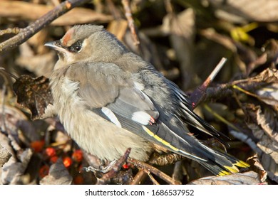 Bohemian Waxwing (Bombycilla Garrulus) 1st Winter, Yell, Shetland, Scotland, UK.