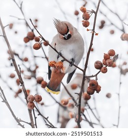 The Bohemian Waxwing, Bombycilla garrulus, sits on a branch. Waxwing pecks red berries on a winter day. Bird life in winter. - Powered by Shutterstock