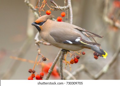 The Bohemian waxwing (Bombycilla garrulus) is a starling-sized passerine bird that The Bohemian Waxwing is an irregular winter visitor from the far North.