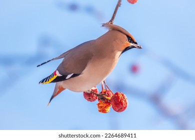 Bohemian Waxwing sitting on the bush and feeding on wild red apples in winter or early spring time. Wild bird. Latin name Bombycilla garrulus