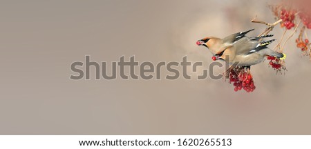 Similar – Image, Stock Photo bird Eating Beautiful