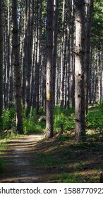 Bohn Lake Segment On The Ice Age Trail