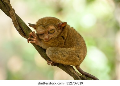 Bohol - Monkey