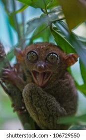 Bohol Tarsier