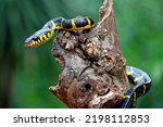 Boiga Dendrophila, Yellow ring snake on the wood