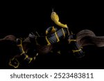 Boiga snake dendrophila yellow ringed on isolated background, Boiga dendrophila closeup, animal closeup, animal attack