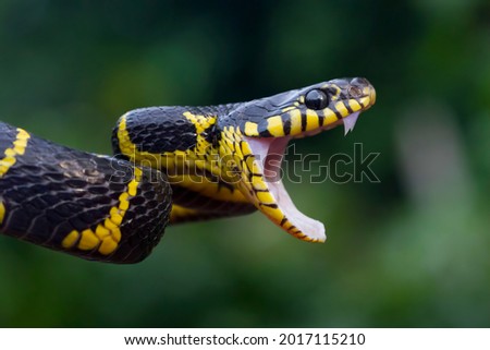 Boiga snake dendrophila yellow ringed, Head of Boiga dendrophila, animal closeup, animal attack