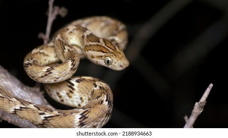 Boiga Trigonata. Cat snake. Non venomous. Macro clear closeup shot during night photography. 