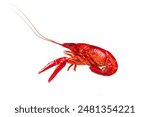 boiled Asian Food Spicy crawfish isolated on white background.